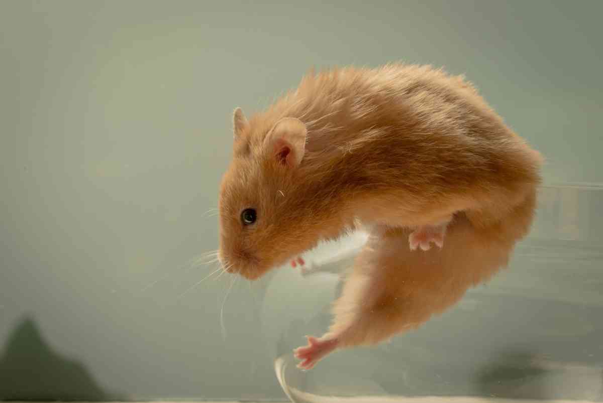 Chinese New Year 2020: 4 Good Characters of Rats