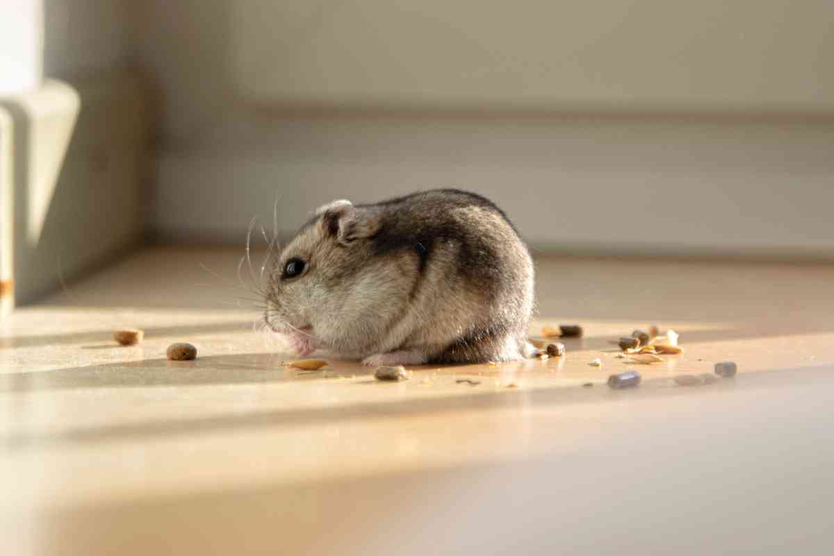 Chinese New Year 2020: 4 Good Characters of Rats