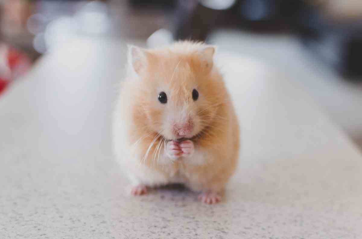 Chinese New Year 2020: 4 Good Characters of Rats