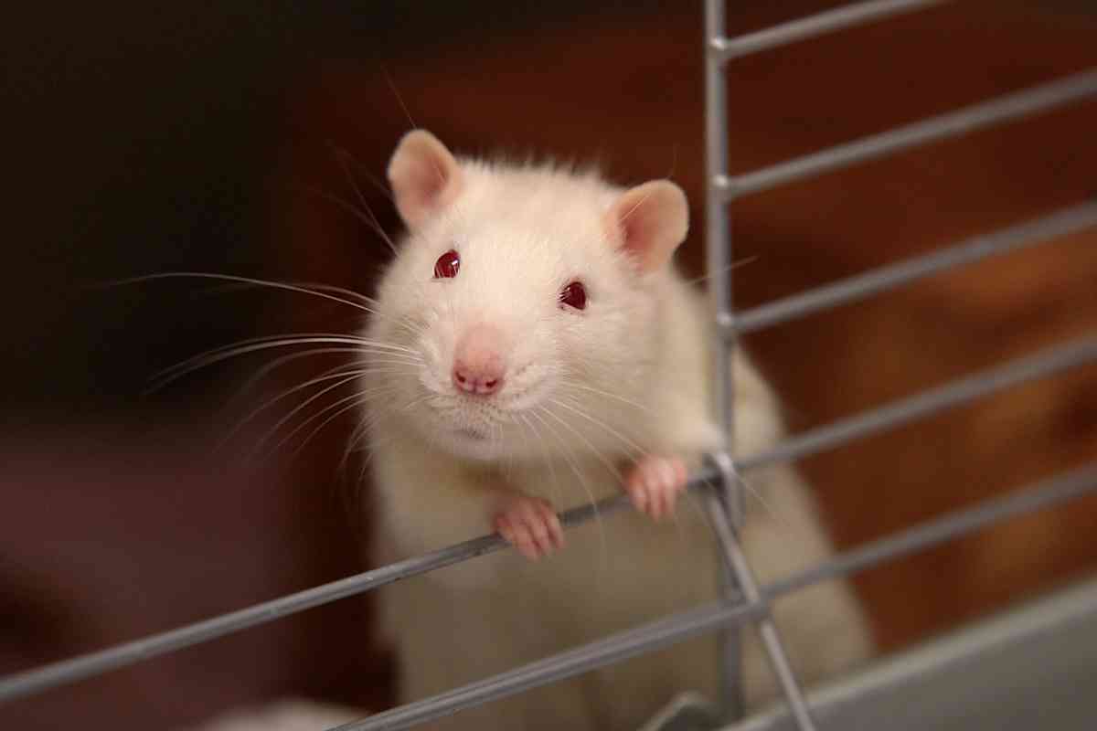 Chinese New Year 2020: 4 Good Characters of Rats